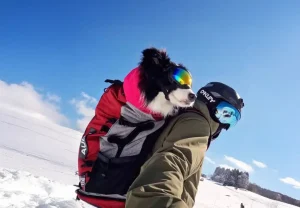 Kurohime Snow park : Dog friendly
